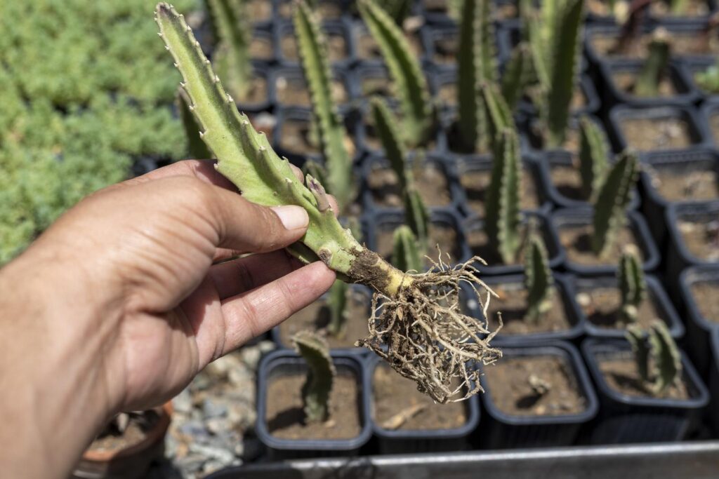 Stapelia starfish succulent propagation in small pots