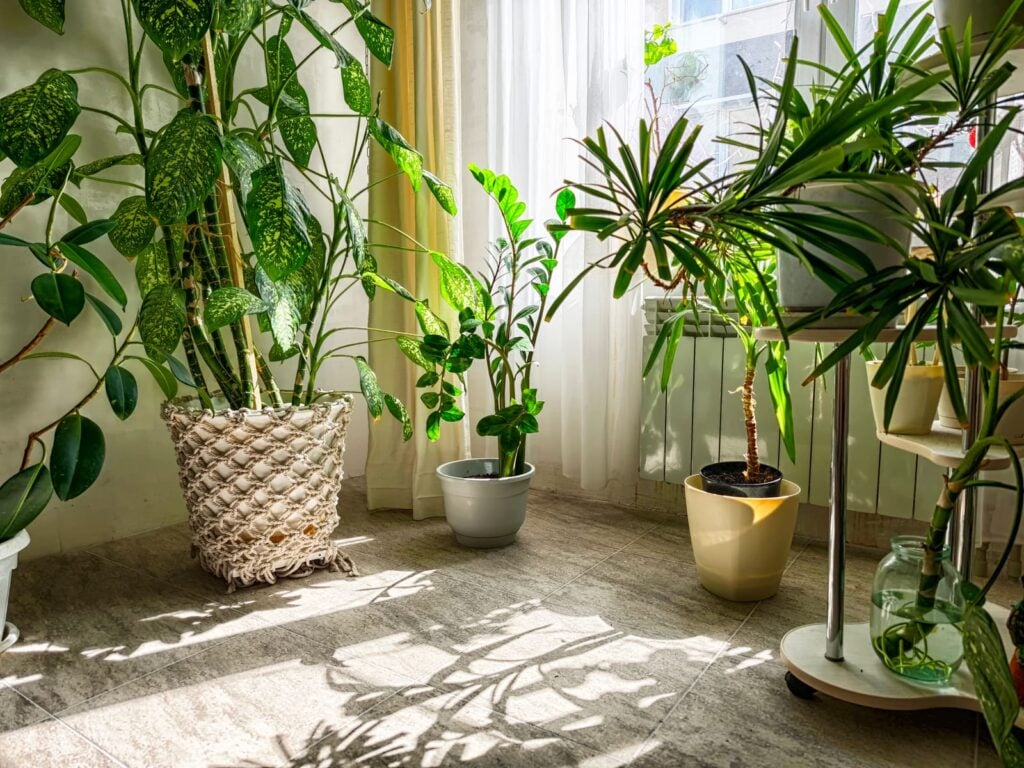 Window with a view of a lush green plant. The plant is a large leafy green plant with a large leafy green leaf