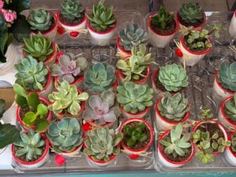 many beautiful Succulent plants top view. Green echeveria succulents collection . Trendy Indoor Plant Gritty Rocks
